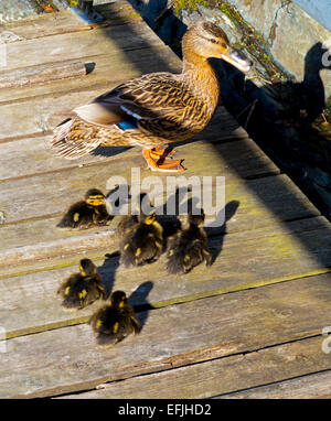 Groupe des canetons avec femelle Canard colvert Anas platyrhynchos sur un chemin en bois Banque D'Images