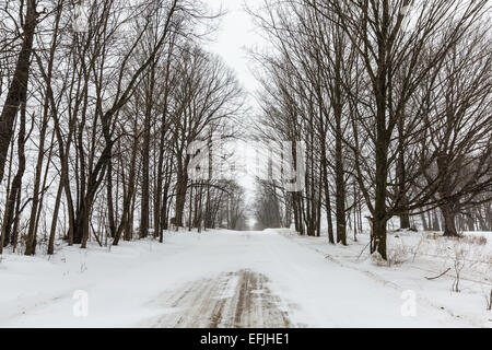 Arbres au bord d'une route de campagne près du village de Stanwood dans le paysage rural de la Central Michigan, USA Banque D'Images