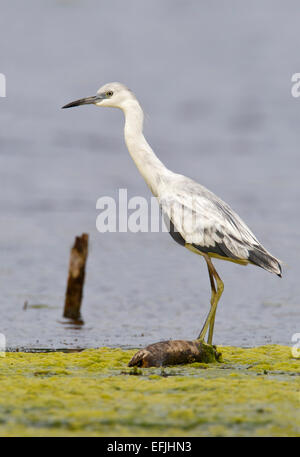 Little Blue Heron - Egretta caerulea immatures - Banque D'Images