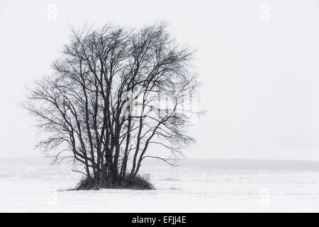 Bouquet d'hiver arbres debout dans un champ agricole avec farouchement la poudrerie près de Central Michigan à Stanwood, USA Banque D'Images