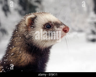 Kiev, Ukraine. 5 Février, 2015. Belette pygmée dans un parc près du Parlement. -- A commencé dans la nuit du 5 février 2015, a conduit à une forte congestion de neige autour de Kiev. Les services municipaux ne peut pas faire face à une telle précipitation. D'entrée de marchandises dans la ville est limité. Crédit : Igor Golovnov/Alamy Live News Banque D'Images