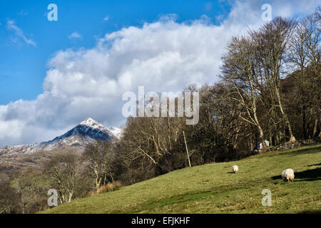 Le sommet enneigé de Cnicht, une montagne dans le parc national de Snowdonia, au nord du pays de Galles, au Royaume-Uni, vu des jardins de Plas Brondanw Banque D'Images