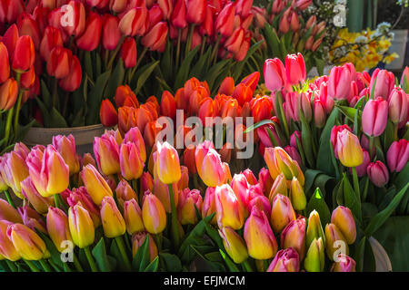 Tulipes colorées et d'autres fleurs coupées à la vente dans le marché de Pike Place au printemps, Seattle, Washington State, USA Banque D'Images