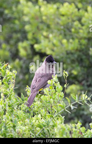 Bulbul des jardins (Pycnonotus barbatus commune) assis dans un buisson dans le Amakhala Game Reserve, Eastern Cape, Afrique du Sud. Banque D'Images