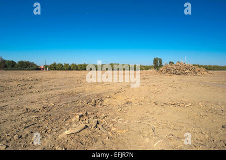 MOUND DÉTERRÉS PISTACHIER VERGER WASCO CENTRAL VALLEY CALIFORNIA USA Banque D'Images