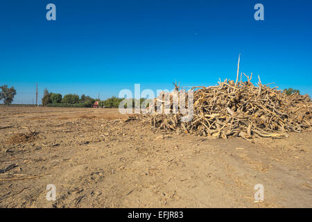MOUND DÉTERRÉS PISTACHIER VERGER WASCO CENTRAL VALLEY CALIFORNIA USA Banque D'Images
