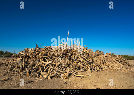 MOUND DÉTERRÉS PISTACHIER VERGER WASCO CENTRAL VALLEY CALIFORNIA USA Banque D'Images