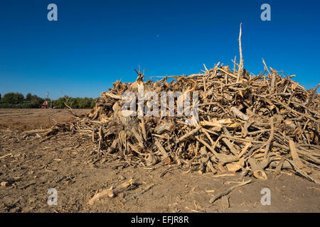 MOUND DÉTERRÉS PISTACHIER VERGER WASCO CENTRAL VALLEY CALIFORNIA USA Banque D'Images