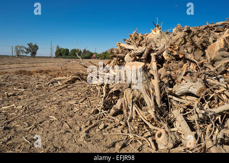 Meule creusée jusqu'à la Pistache LES SOUCHES D'ARBRE WASCO CENTRAL VALLEY CALIFORNIA USA Banque D'Images