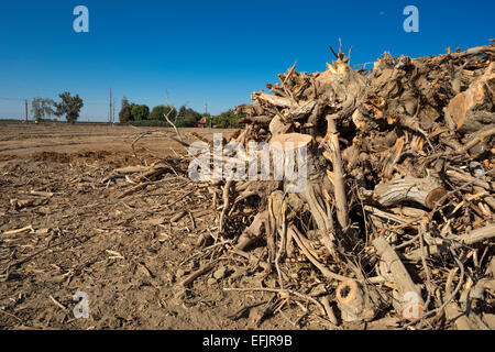 Meule creusée jusqu'à la Pistache LES SOUCHES D'ARBRE WASCO CENTRAL VALLEY CALIFORNIA USA Banque D'Images