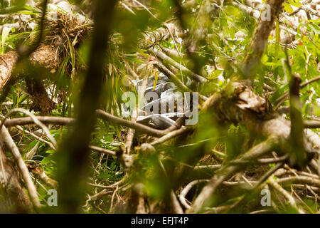 Grand Anaconda serpent dans le parc national de Cuyabeno dans son habitat typique Banque D'Images