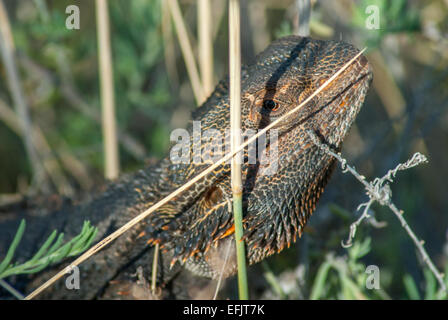 Le centre de dragon barbu, Pogona vitticeps, Centre de l'Australie Banque D'Images