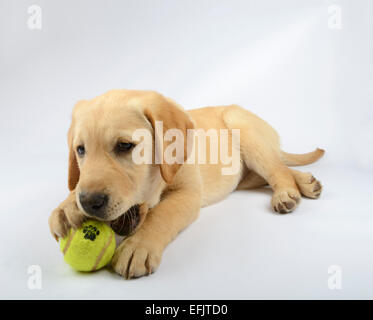 Golden retriever du Labrador jaune mignon chiot mix jouant avec une balle de tennis Banque D'Images
