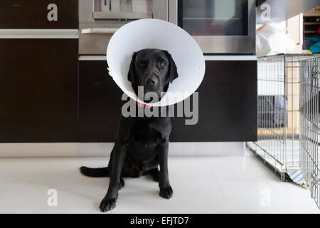 Blessé Labrador noir portant un cône chien assis sur le plancher de la cuisine à la maison Banque D'Images