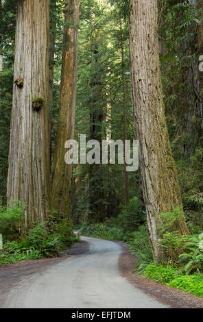 Howland Hill Road serpente à travers des séquoias (Sequoia sempervirens) dans la région de Redwood National Park et Jedediah Smith Redwoods Sta Banque D'Images