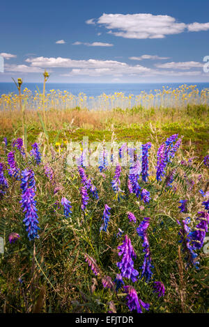 Fleurs et les herbes sur la rive de l'océan Atlantique de l'Île du Prince Édouard, Canada. Banque D'Images