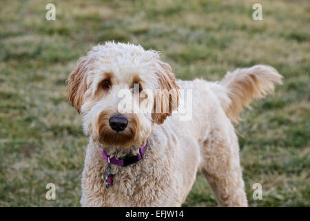 Jeune femme goldendoodle chien dans la cour. Banque D'Images