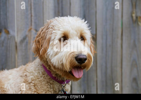 Visage mignon de jeunes femmes goldendoodle chien en face de clôture. Banque D'Images