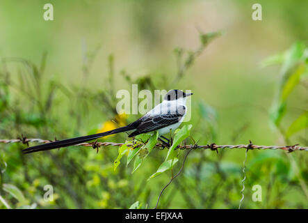 Moucherolle à queue (Tyrannus savana) perché sur barbwire fence. Belize, en Amérique centrale. Banque D'Images