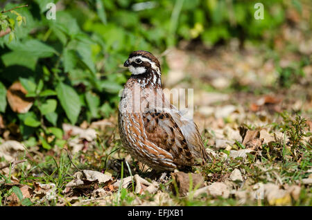 Un homme Le Colin de Virginie (Colinus virginianus) dans les buissons. Texas, USA. Banque D'Images