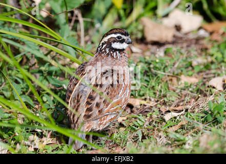 Un homme Le Colin de Virginie (Colinus virginianus) dans les buissons. Texas, USA. Banque D'Images