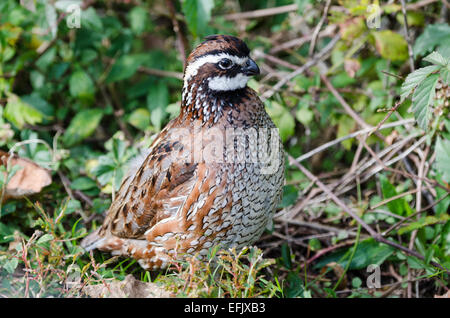 Un homme Le Colin de Virginie (Colinus virginianus) dans les buissons. Texas, USA. Banque D'Images