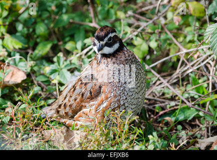 Un homme Le Colin de Virginie (Colinus virginianus) dans les buissons. Texas, USA. Banque D'Images