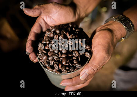 Grains de café arabica torréfiés à un fabricant de café Toraja à Rantepao, North Toraja, South Sulawesi, Indonésie. Banque D'Images