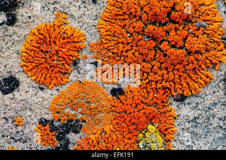 Firedot (lichen Caloplaca sp.) sur un bloc de granite dans les montagnes de Boulder, Colorado Banque D'Images