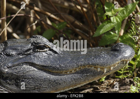 Alligator Alligator mississippiensis (portrait), Banque D'Images