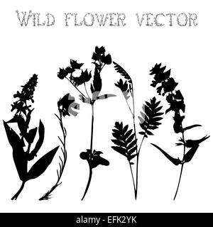 Set silhouettes noires de fleurs sauvages et de feuilles illustration Banque D'Images