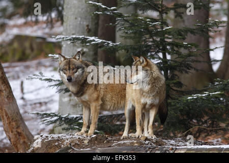European Wolf, Canis lupus, Europe Banque D'Images