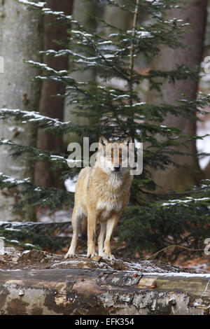 European Wolf, Canis lupus, Europe Banque D'Images