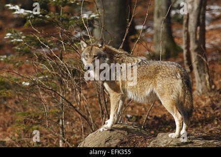 European Wolf, Canis lupus, Europe Banque D'Images