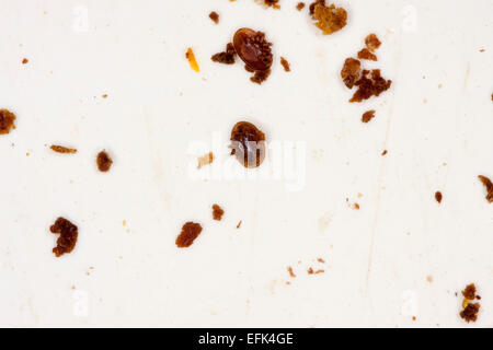 Un Varroa sur le clavier. Le Varroa (Varroa destructor) est un 1,1 mm de long et 1,6 mm de large de la famille des acariens Varroidae qui vit comme un parasite des abeilles à miel. Photo : Klaus Nowottnick Date : 22 Septembre, 2014 Banque D'Images