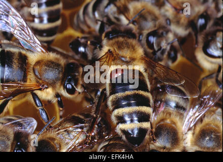 Un Varroa sur le miel d'un être. Le Varroa (Varroa destructor) est un 1,1 mm de long et 1,6 mm de large de la famille des acariens Varroidae qui vit comme un parasite des abeilles à miel. Photo : Klaus Nowottnick Date : 11 mai, 2007 Banque D'Images