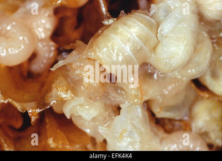 Un Varroa sur drone brood. Le Varroa (Varroa destructor) est un 1,1 mm de long et 1,6 mm de large de la famille des acariens Varroidae qui vit comme un parasite des abeilles à miel. Photo : Klaus Nowottnick Date : 11 mai, 2007 Banque D'Images