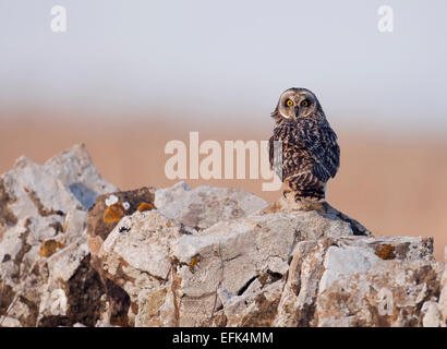 Court sauvage Hibou des marais Asio flammeus perché sur mur de pierre dans le Gloucestershire Cotswold Banque D'Images