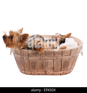 Deux yorkshire terrier dans panier sur fond blanc Banque D'Images