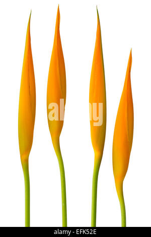 Alan Carle, Heliconia flower isolated on white background et clipping path Banque D'Images