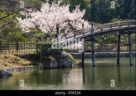 Jardin Ritsurin-koen, Takamatsu, Japon. Le Croissant de lune (Pont Engetsu-kyo) au début du printemps, avec un cerisier en fleurs Banque D'Images