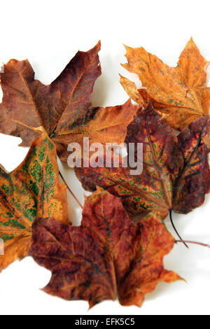 Crisp autumn Aurora feuilles sur fond blanc Banque D'Images
