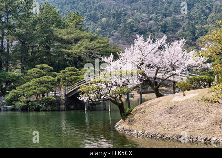 Jardin Ritsurin-koen, Takamatsu, Japon. Le Croissant de lune (Pont Engetsu-kyo) au début du printemps, avec un cerisier en fleurs Banque D'Images