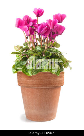 Fleurs de cyclamen avec vase isolé sur fond blanc Banque D'Images