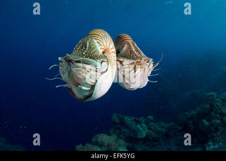 Nautilus Nautilus (belauensis), Palau, Micronesia, Pacific Banque D'Images