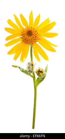 Arnica montana fleur sur fond blanc Banque D'Images