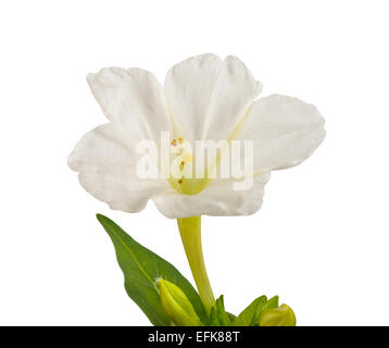 4 heures flower isolated on white background Banque D'Images