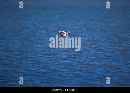 Flamingo solitaire dans un lac Banque D'Images