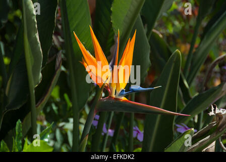 Strelizia reginae, l'oiseau de paradis fleur... Banque D'Images