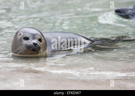 Harbour seal,Seehund, Phoca vitulina, Banque D'Images